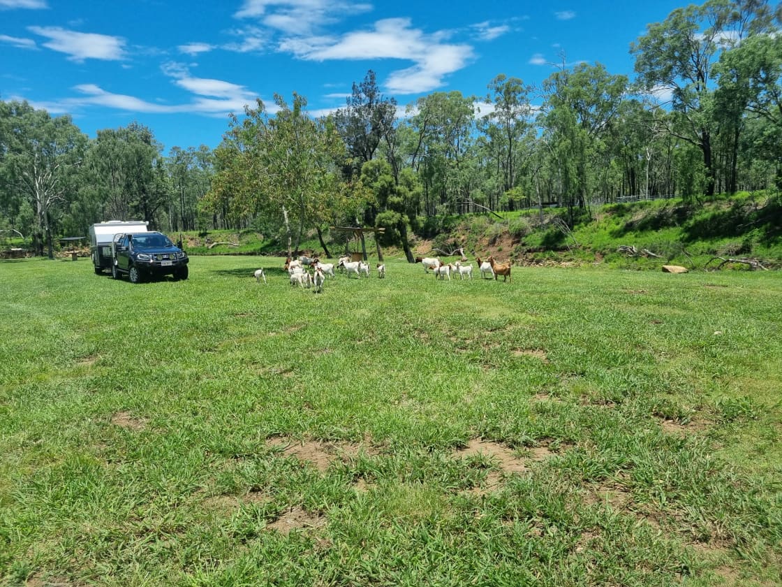 Camping With Goats