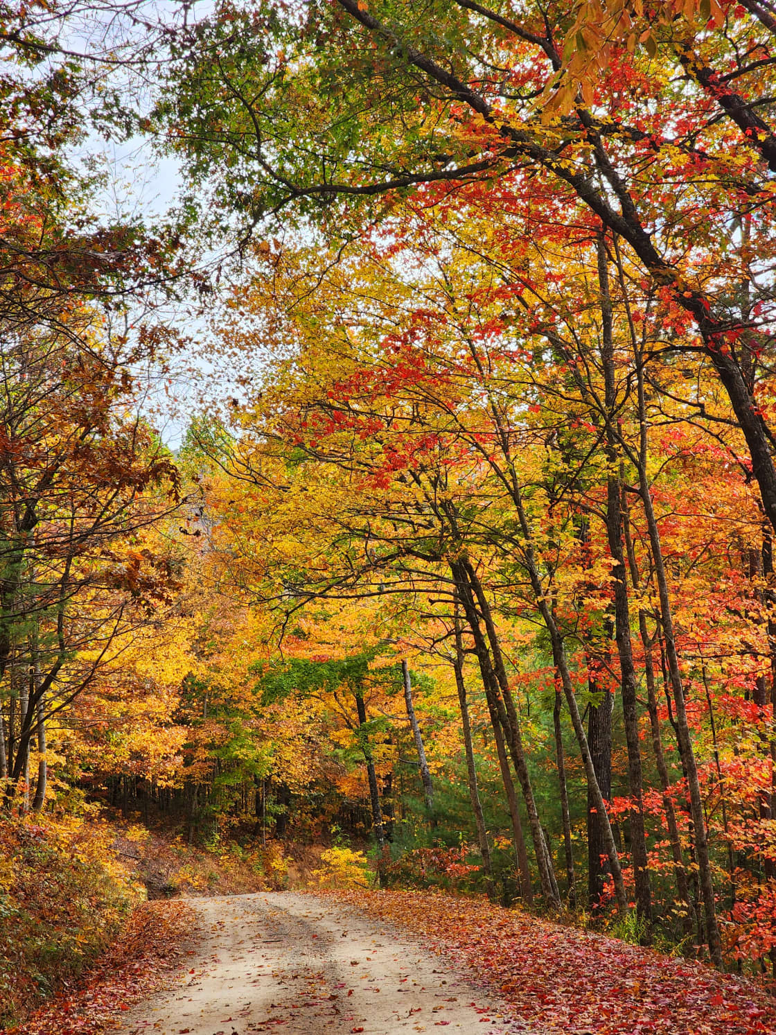 Burrell Mountain Road in the fall
