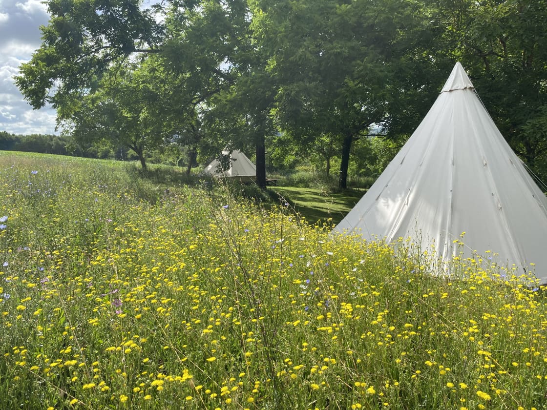TIPI surrounded by wild flower meadows