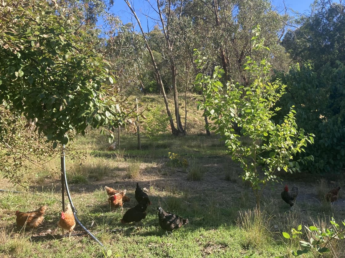 Chickens roam in the orchard