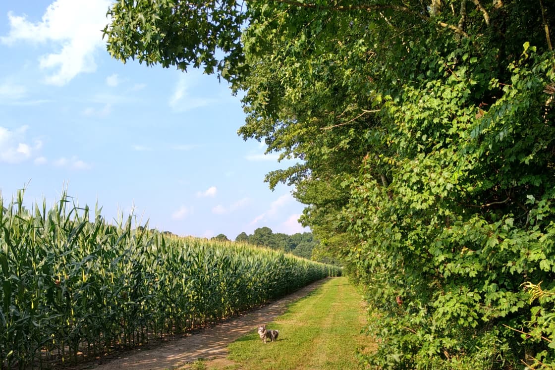 Where the woodland trail meets the farmland path. Depending on the season you'll find corn, soybeans, wheat or even pumpkins growing.
