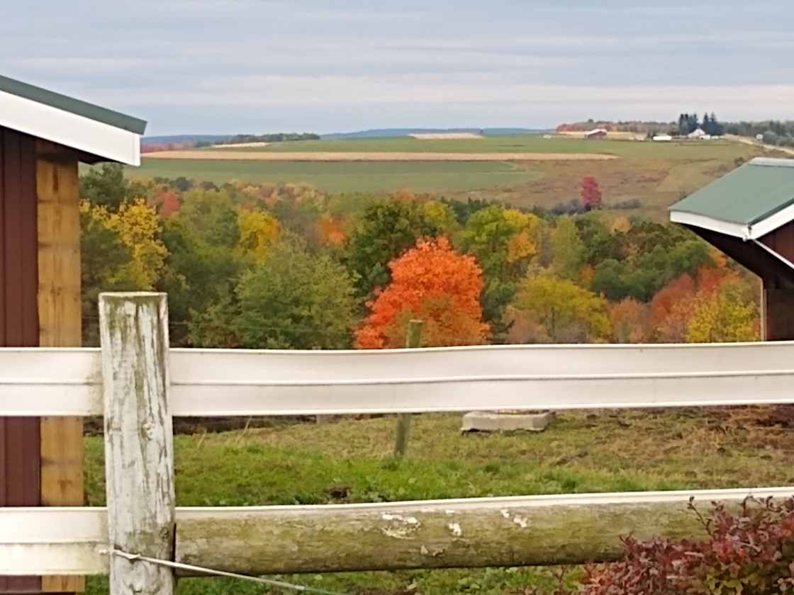 Larch Ridge Ranch - Hipcamp in Arkport, New York