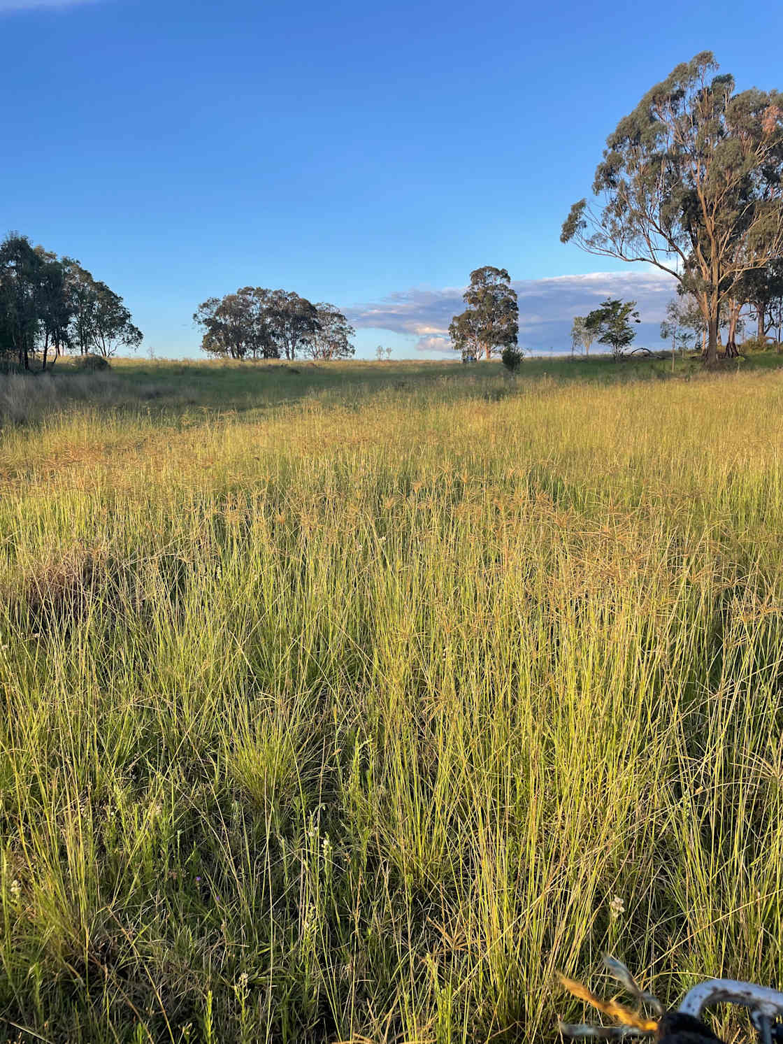 Myola Bush Retreat Hipcamp in Goombungee, Queensland