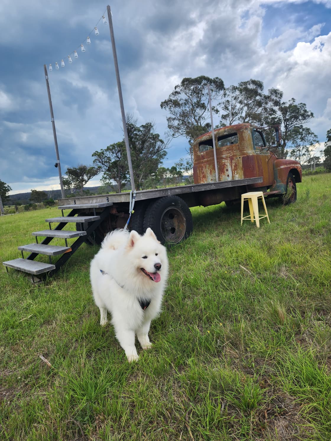 Doggo and the flatbed truck