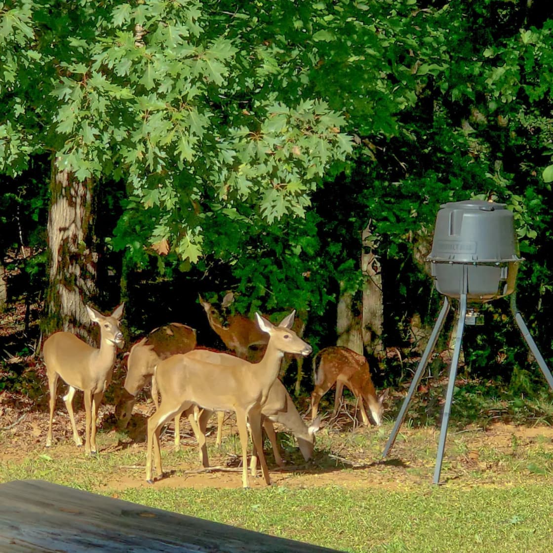 Deer feeder #1, from main house.
