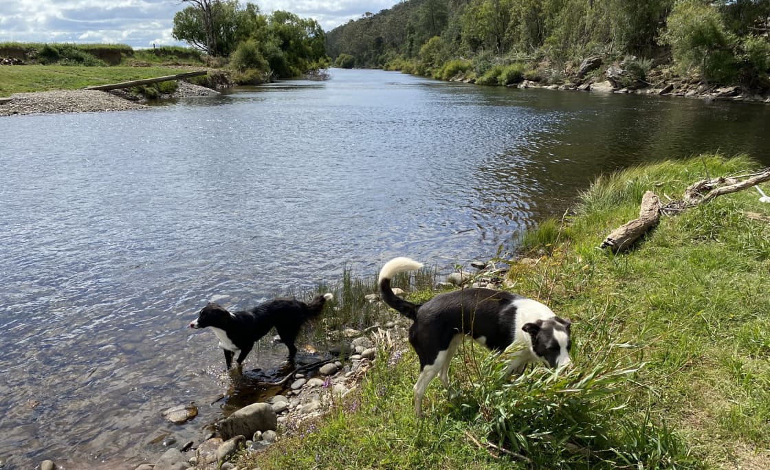 Our dogs playing in the river