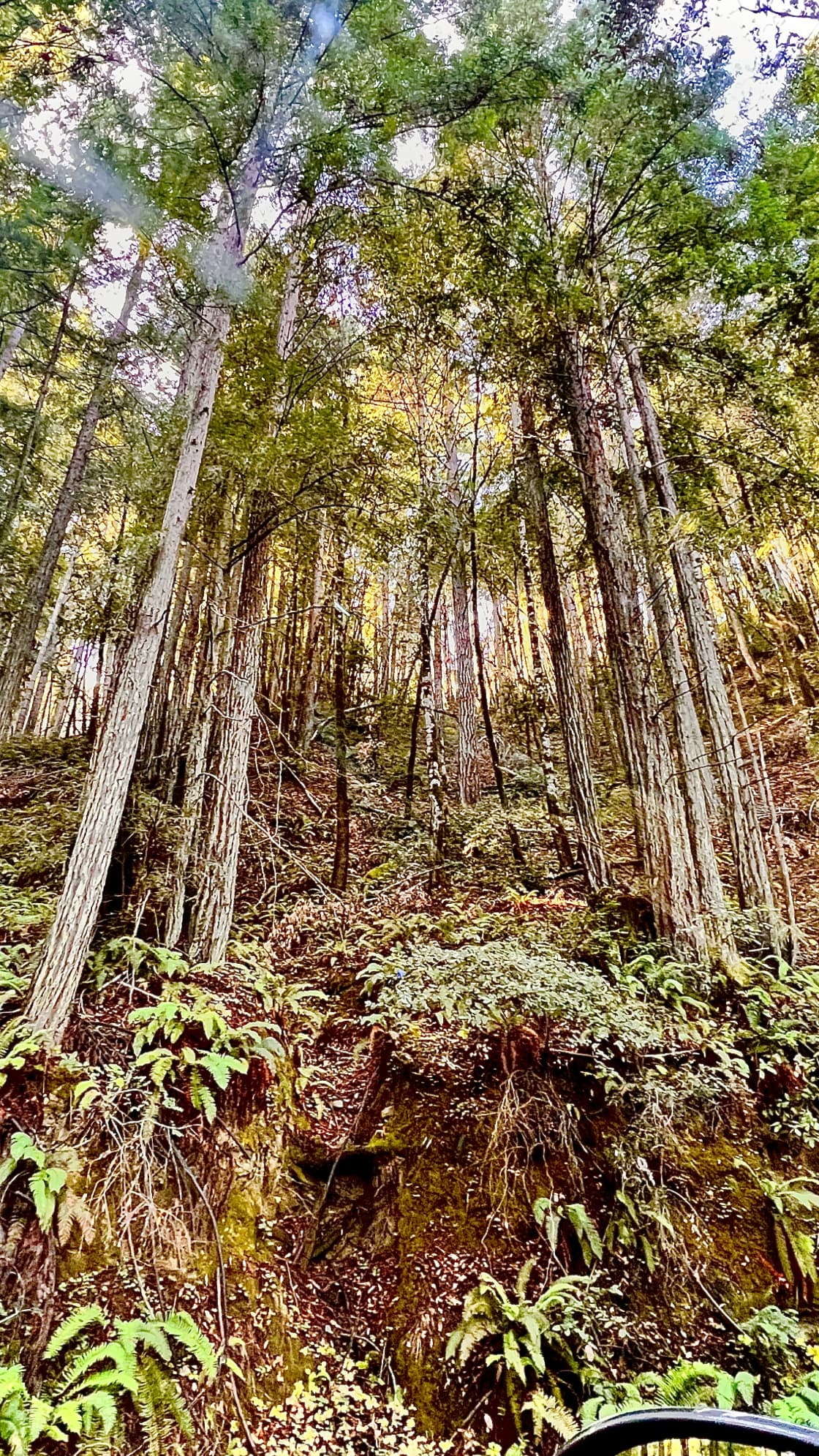 Artist Retreat In Majestic Redwoods