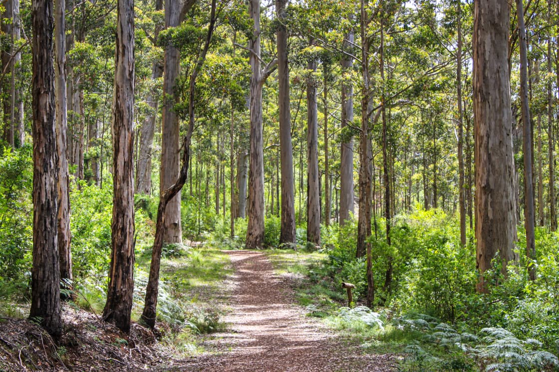 Take a stroll on our walking trail, with the campsites sitting alongside 15 acres of beautiful bushland.