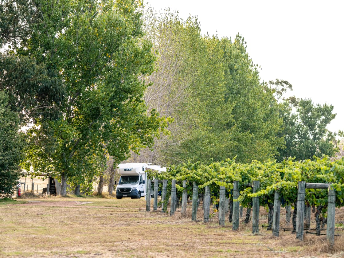 Campers can choose from sites found along a stand of shady trees at the edge of the vineyard.