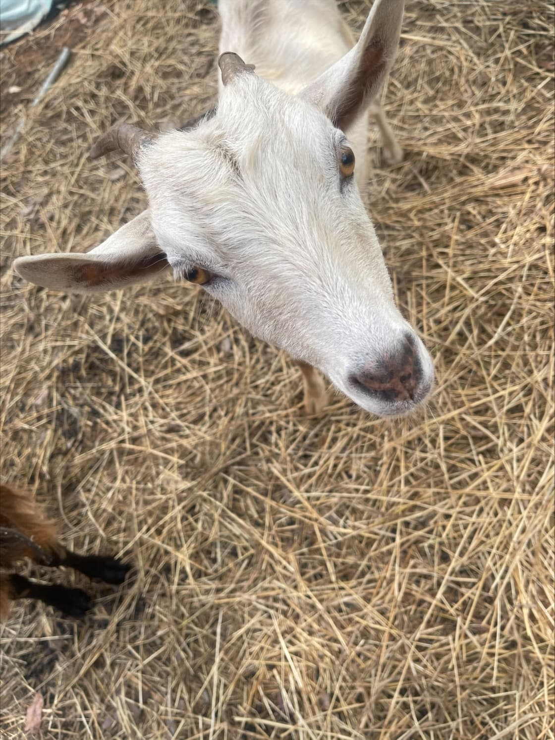 Our Miniature goat

