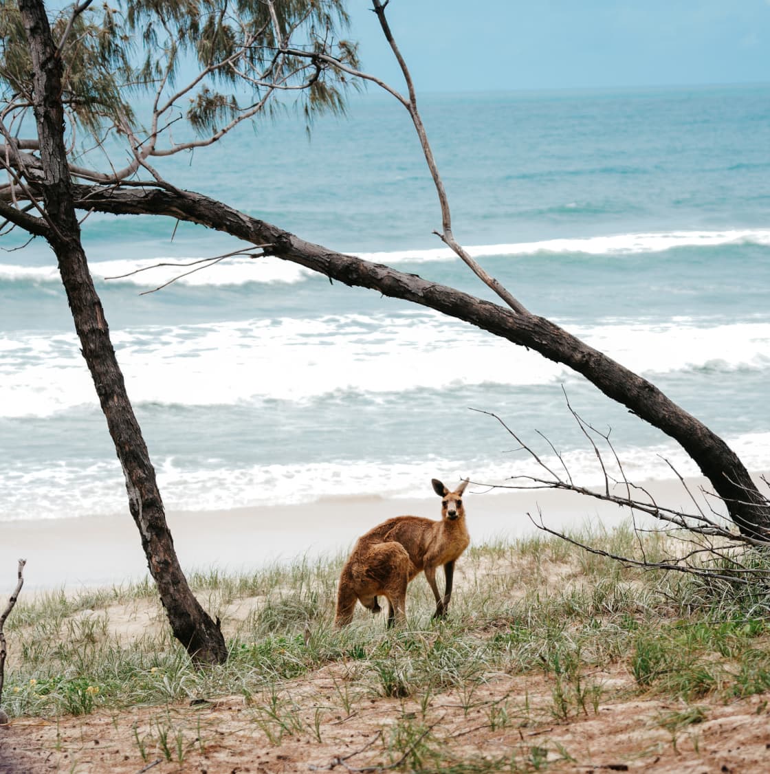 plenty of Kangaroos to spot