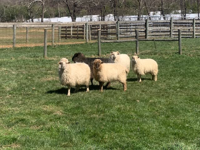 You will be able to see our Navajo-churro heirloom sheep in the fields and will have the opportunity to buy wool products made from the sheep woolf you are interested.