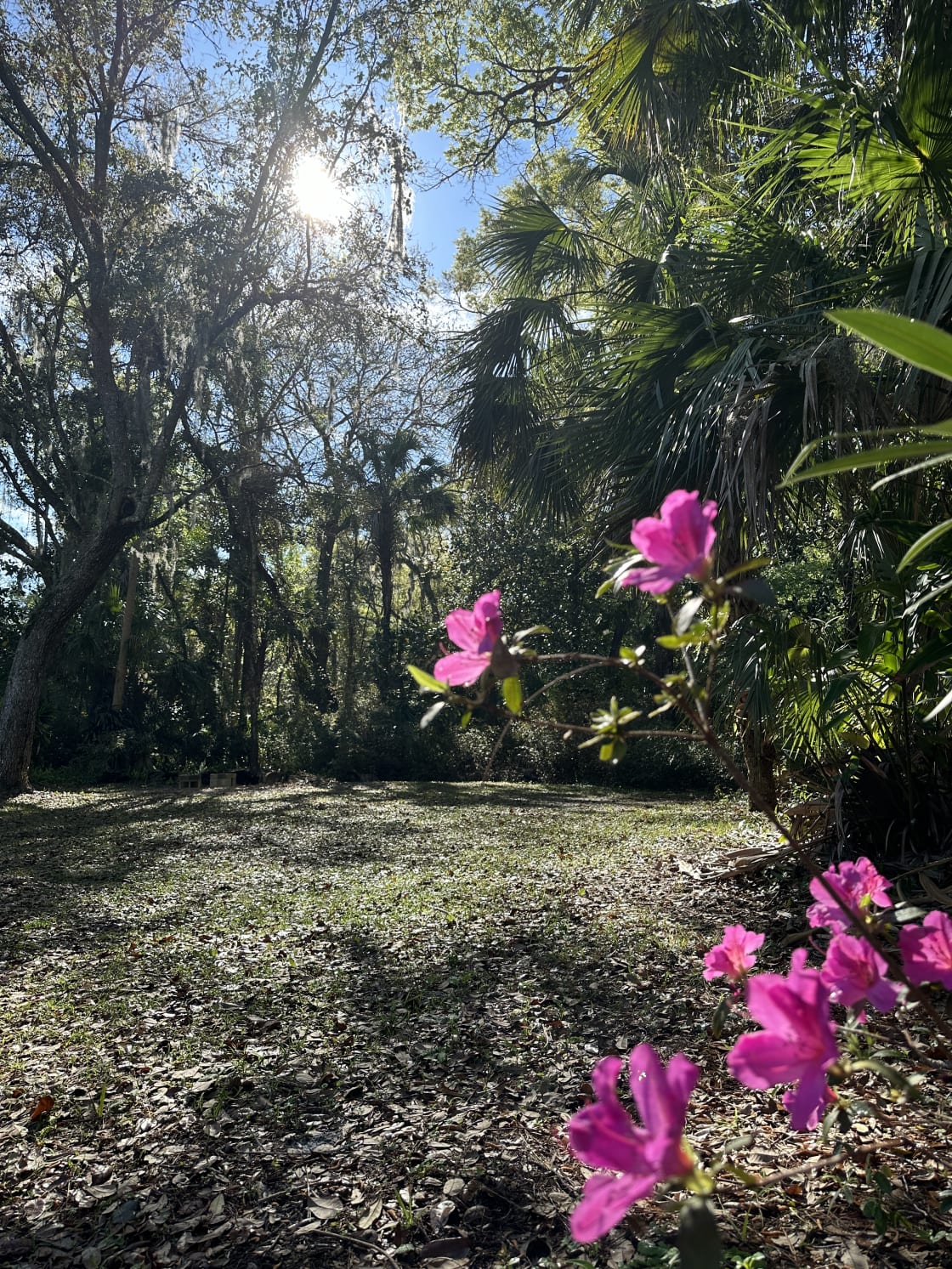 Flat grassy area past the asphalt driveway. Space is about 40 ft by 60 ft and surrounded by natural Florida. Blooming azaleas featured in the photo. March 2024.