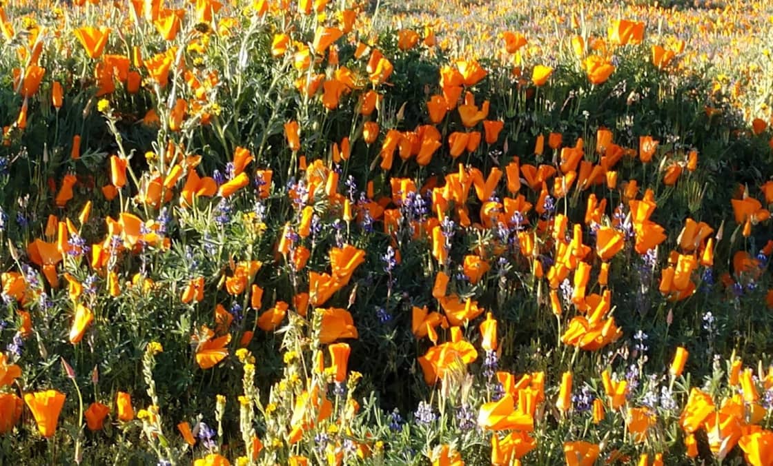 Wildflowers seen at Antelope Poppy Reserve (March 2024)
