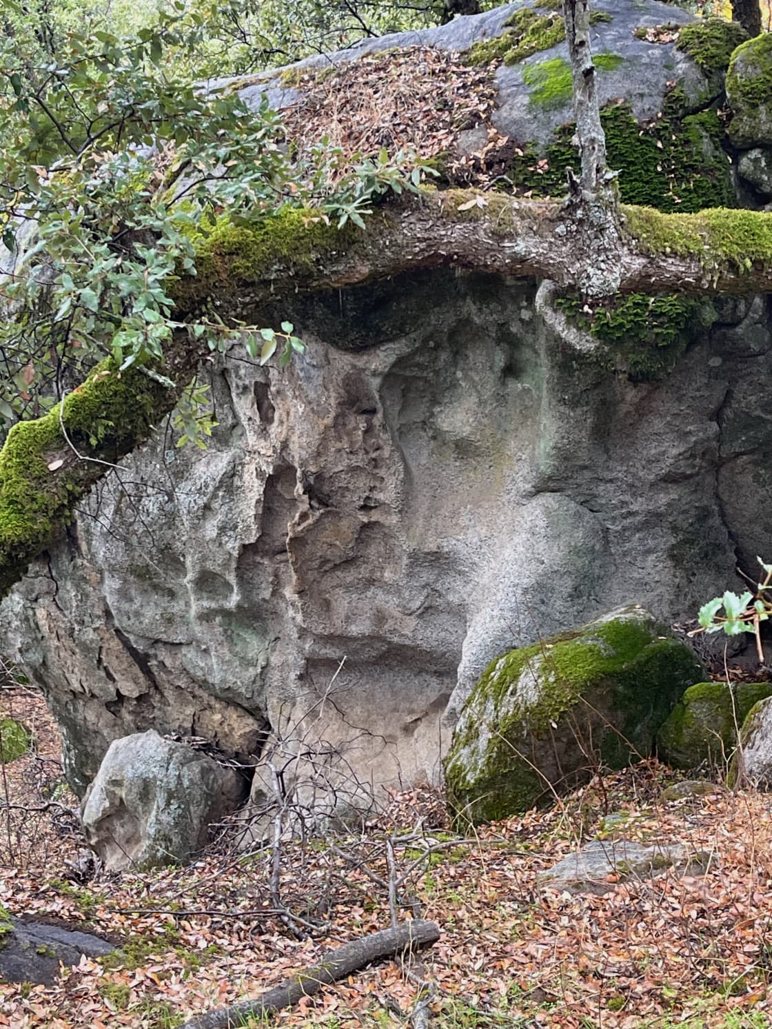 One of many huge granite boulders on the property on what we call "elephant park"