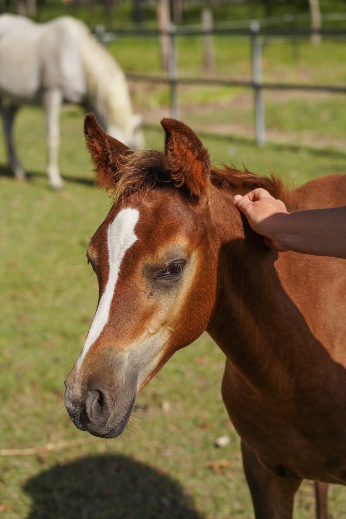 one of the adorable little foals