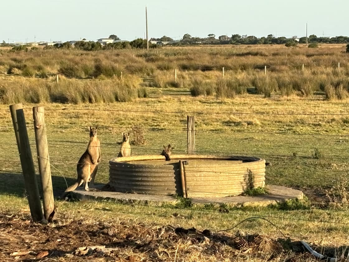 The cheeky kangaroos 