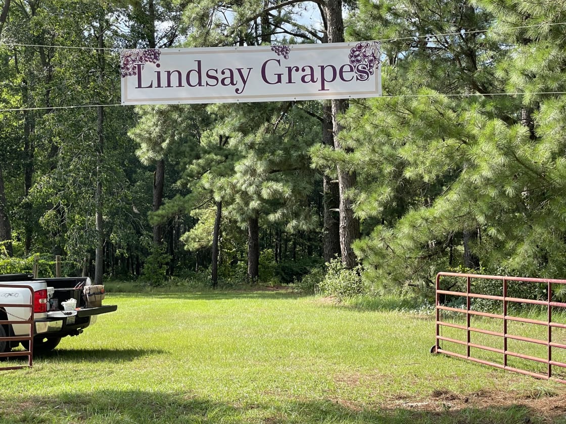 Lindsay Grapes