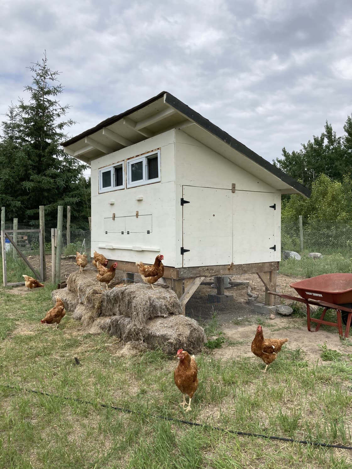 Say hello to the flock and grab some farm fresh eggs for breakfast right from the coop...