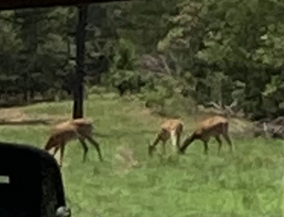 Deer on Fox Pass Ridge 2023