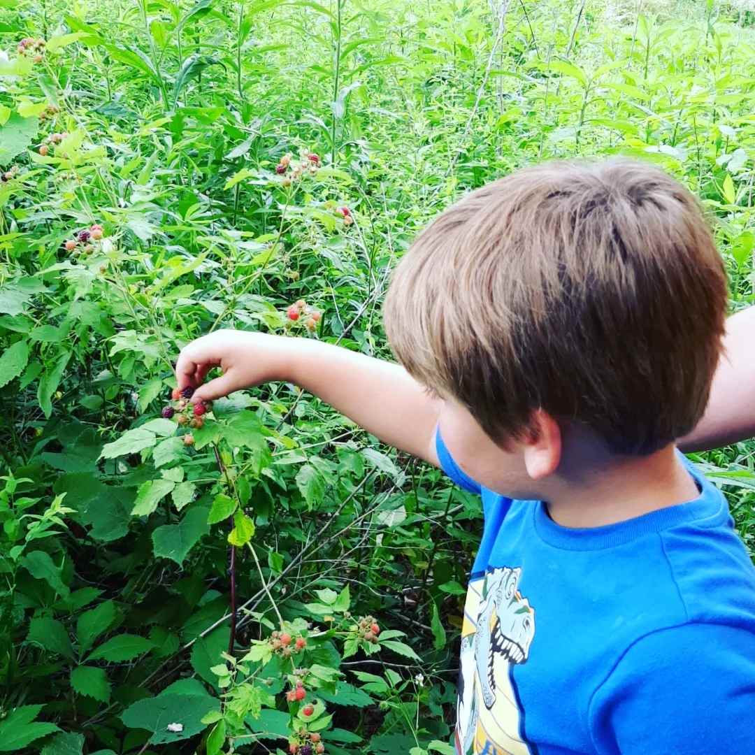 Oak Acres Hipcamp in Monroeville, Ohio