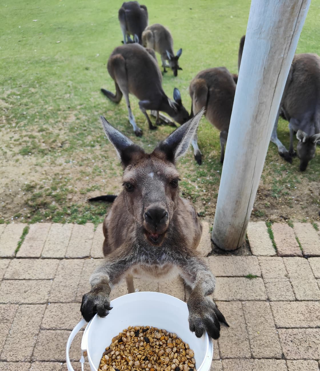 Feed the Kangaroos