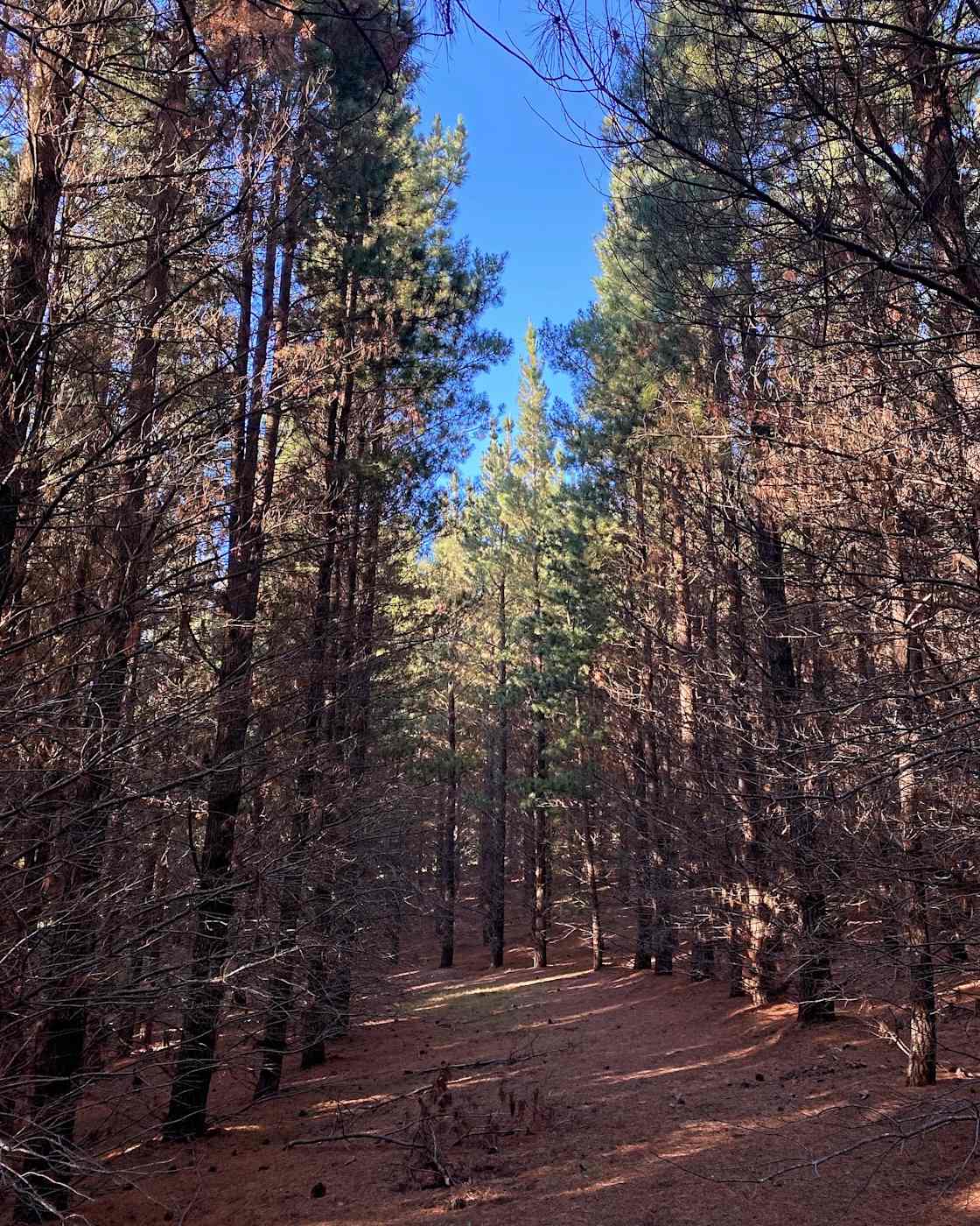 Wombat Pines - Hipcamp in Dry Plain, New South Wales