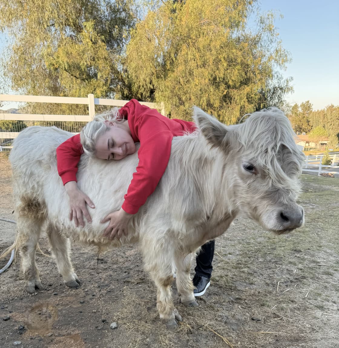 Farm Stay with Calf Cuddling