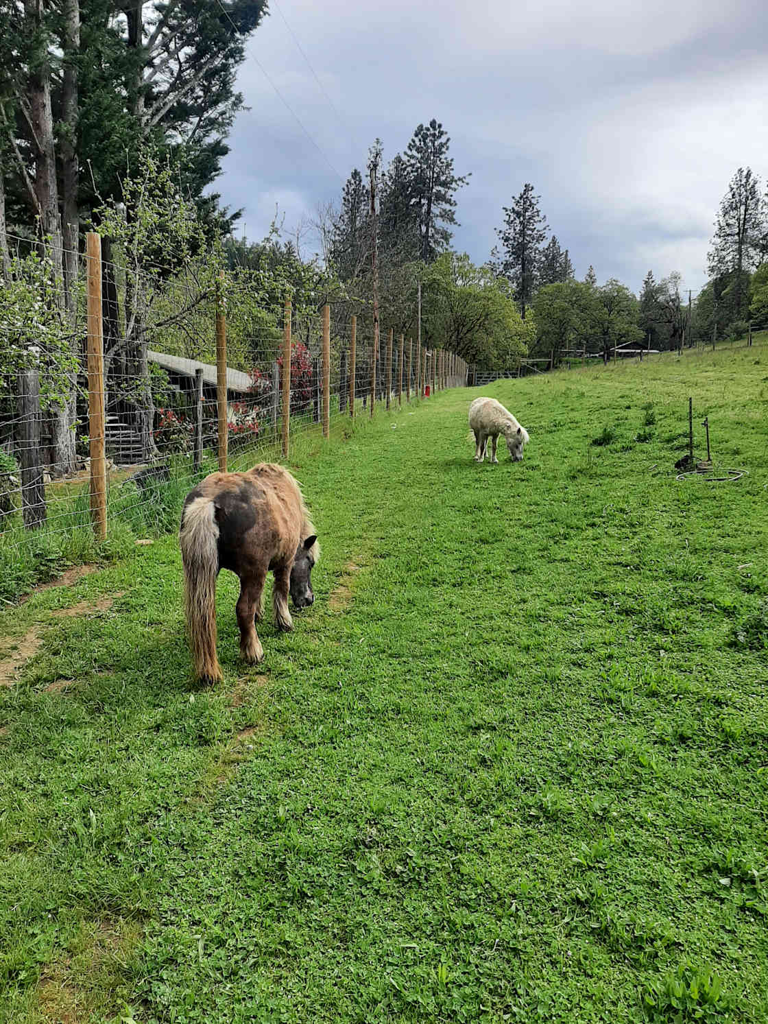Griffin Creek Organics Hipcamp in Jacksonville, Oregon