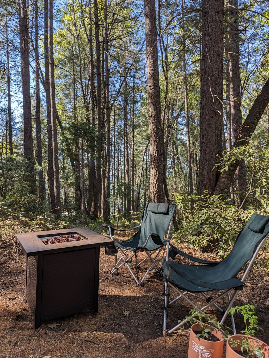 Peaceful Camping in the Cedars