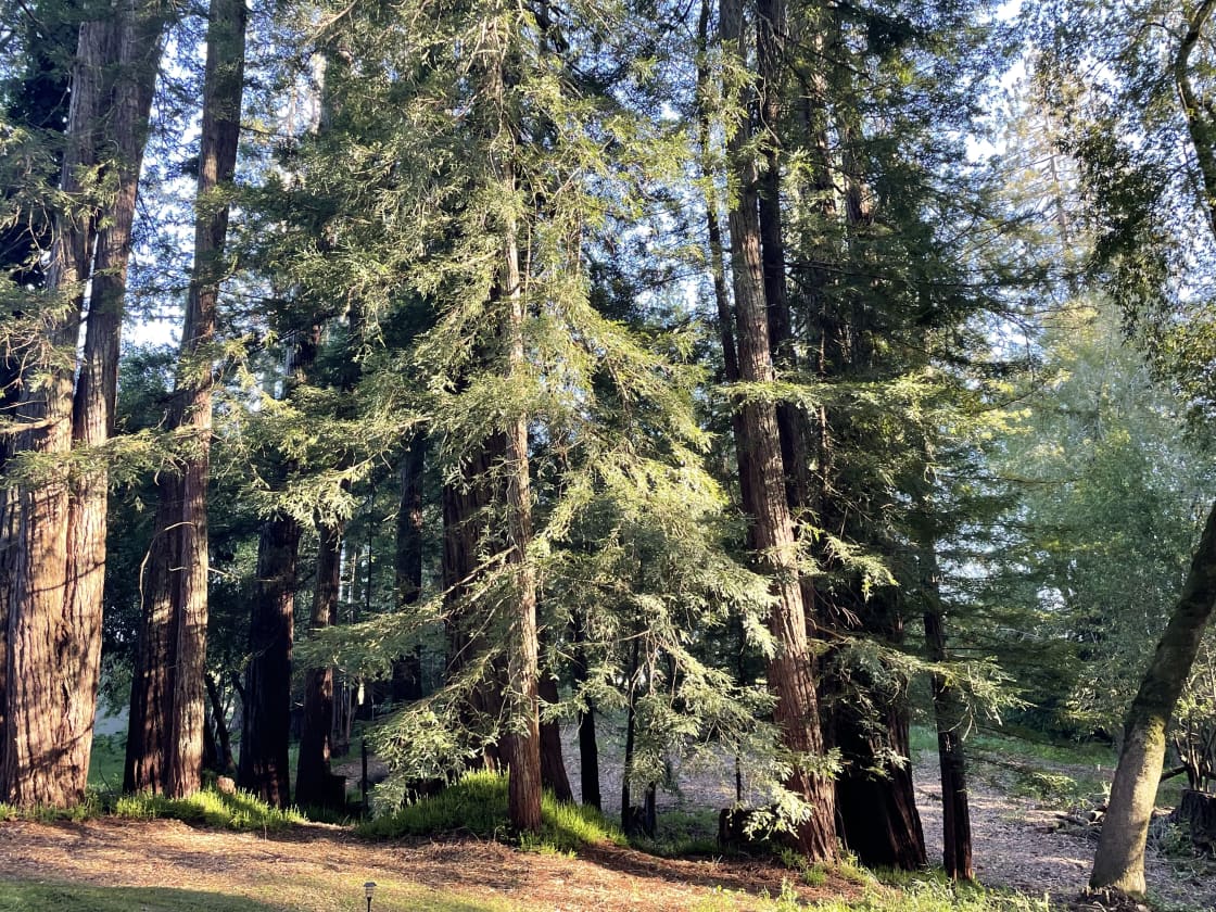 Redwoods Camp Retreat
