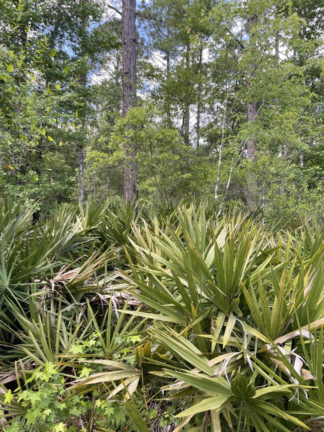 Florida Wildlands