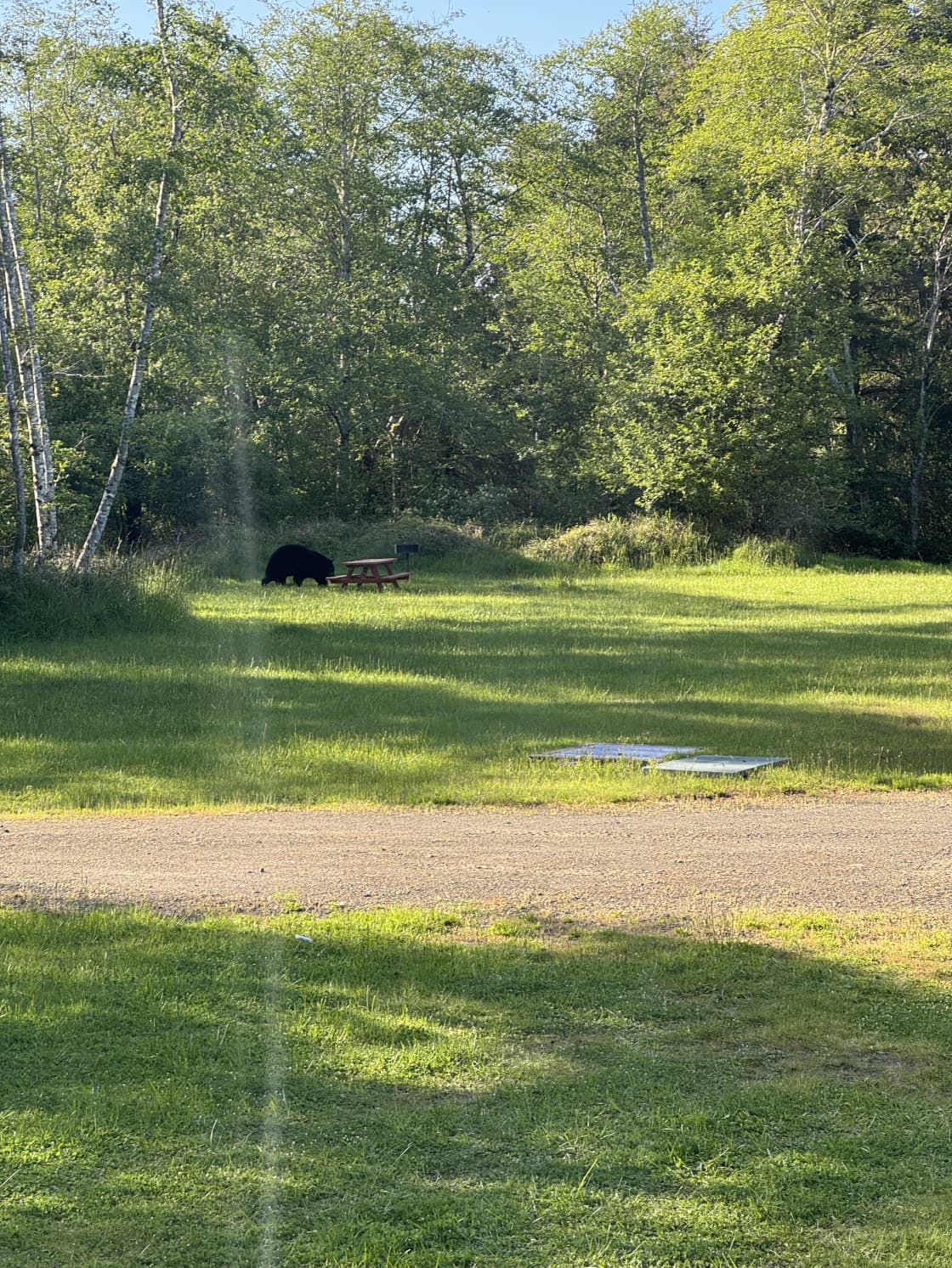 Big black bear. It was more afraid of us. 