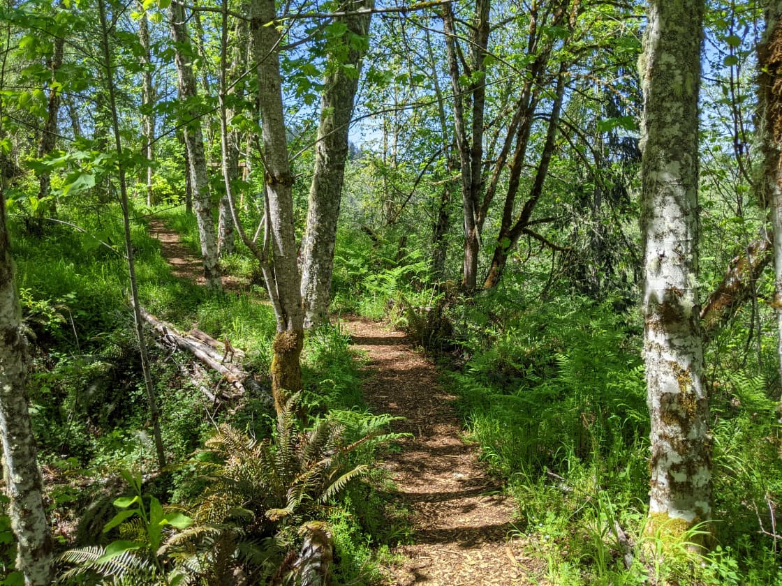Trail leading to the off-grid cabin.