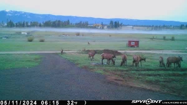 Elk feeding less than 50’ from RV parking. 