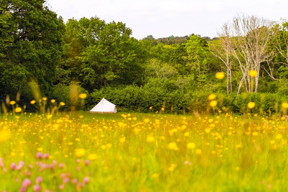 Rachel's reiki tent nestled in the beautiful wildflowers