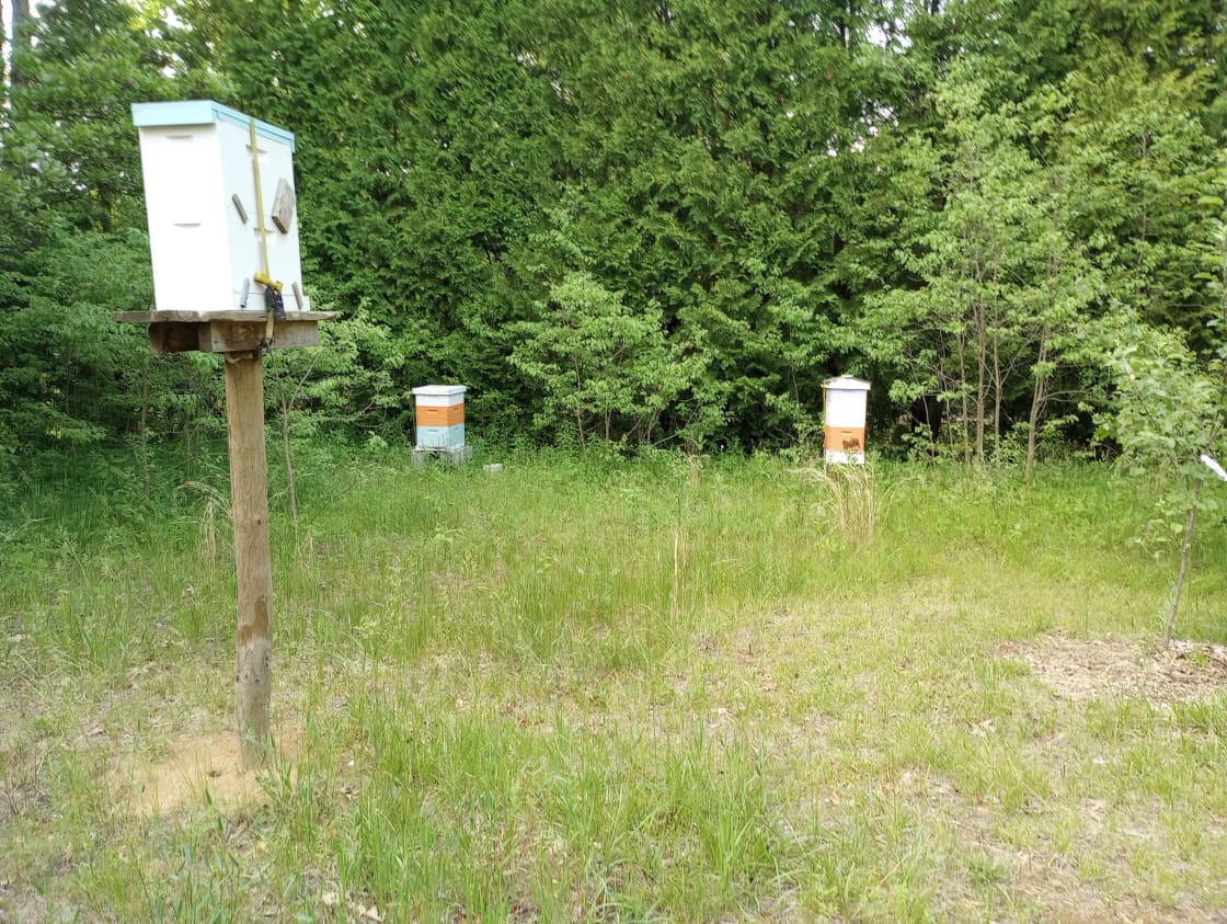 Bee hives