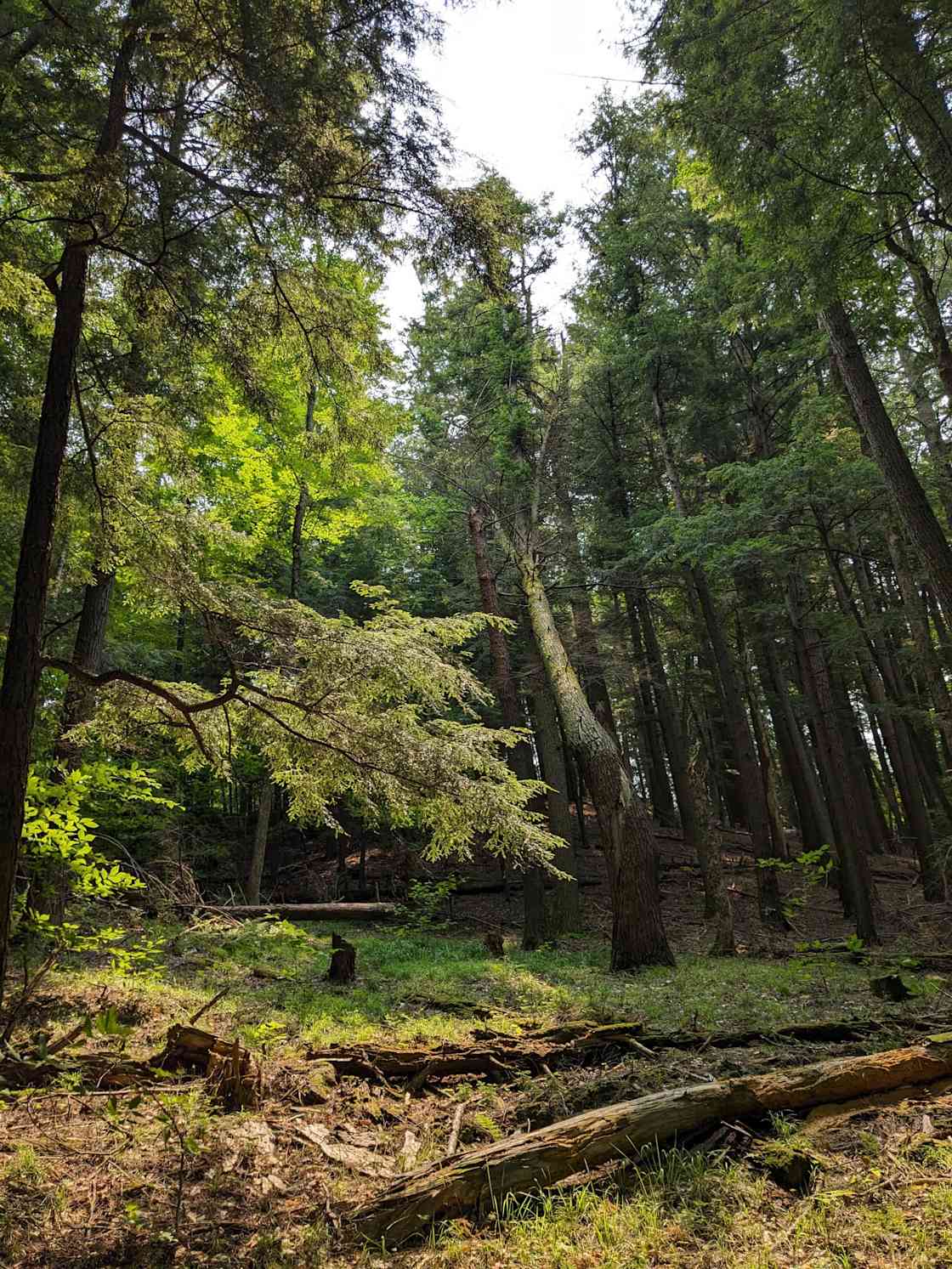 Abby's Peshtigo River Camp Hipcamp in Athelstane, Wisconsin
