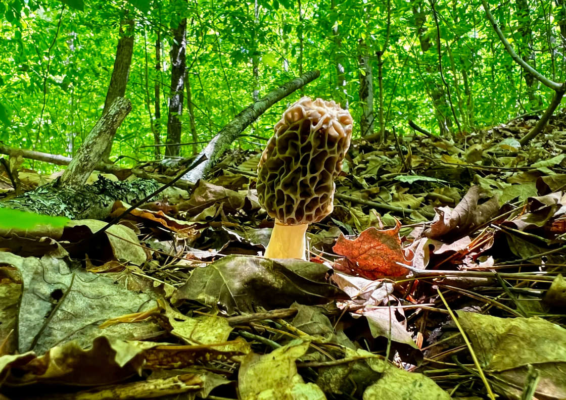 Morel mushrooms on a nearby trail