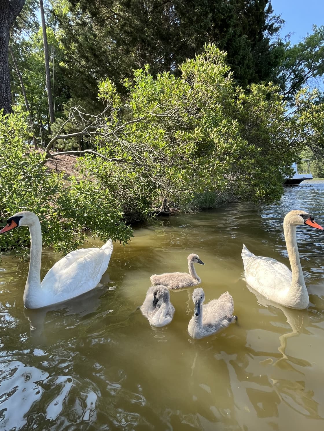 Swan family!