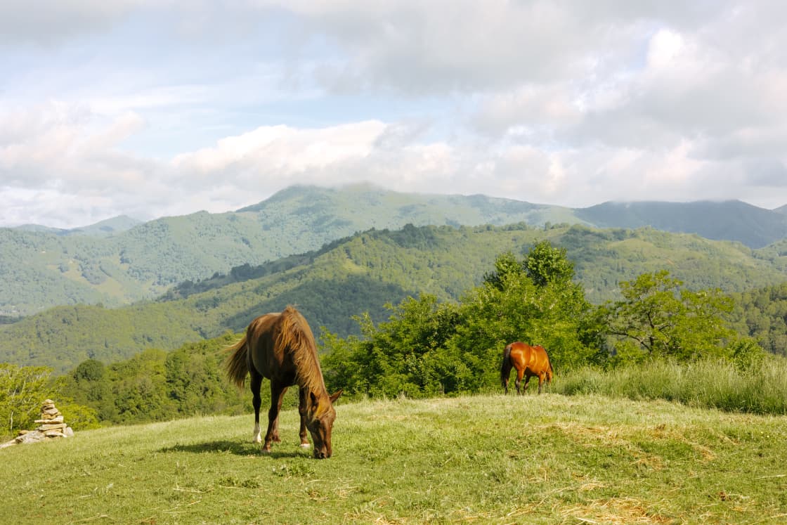 Hang out with the horses as the roam the property.  