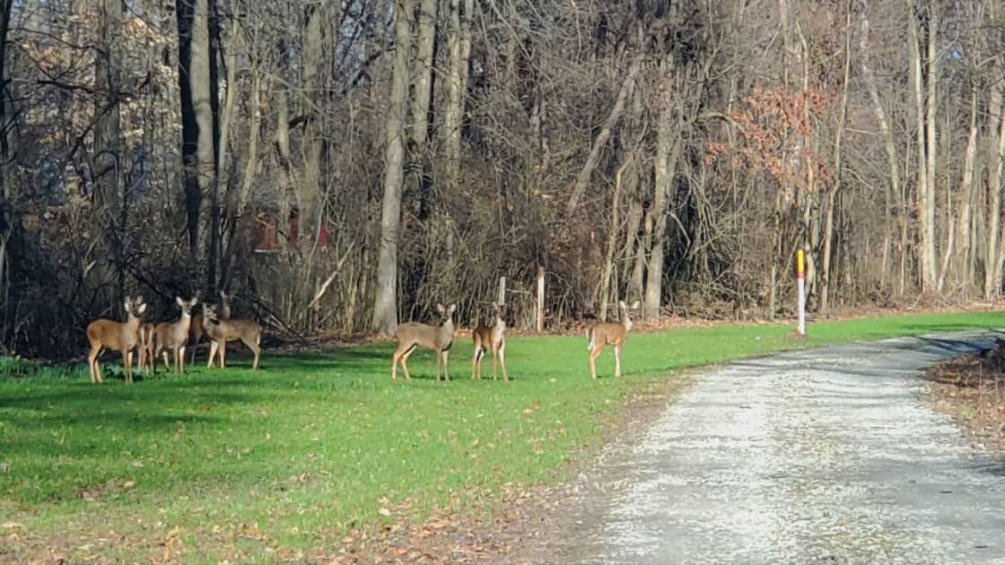 To the left of the pipeline post behind these deer is SITE #1 "Gravel Drive Getaway". Deer cross this area regularly!  