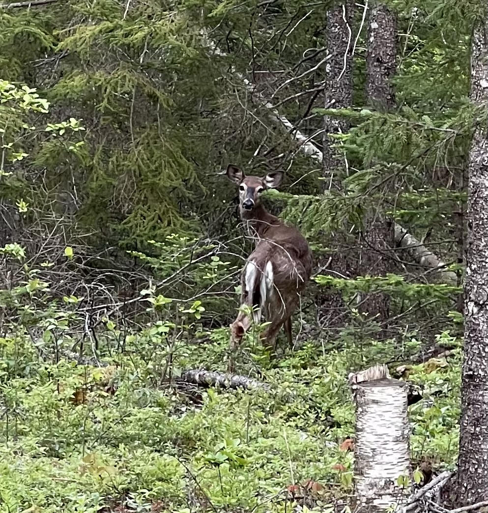 Deer Whitetail standing so still