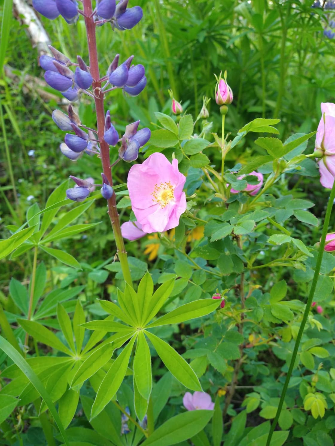 Wild Roses and Lupins  about a five minute walk.
