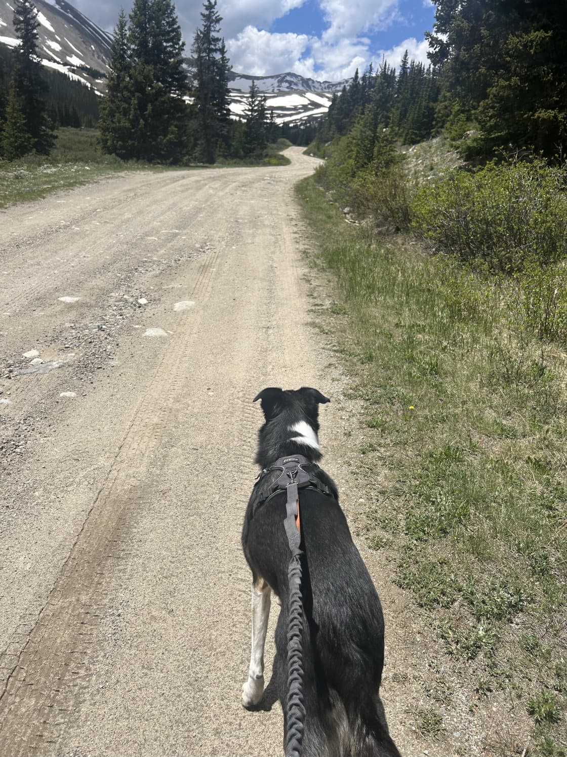 Wandering Moose Meadows