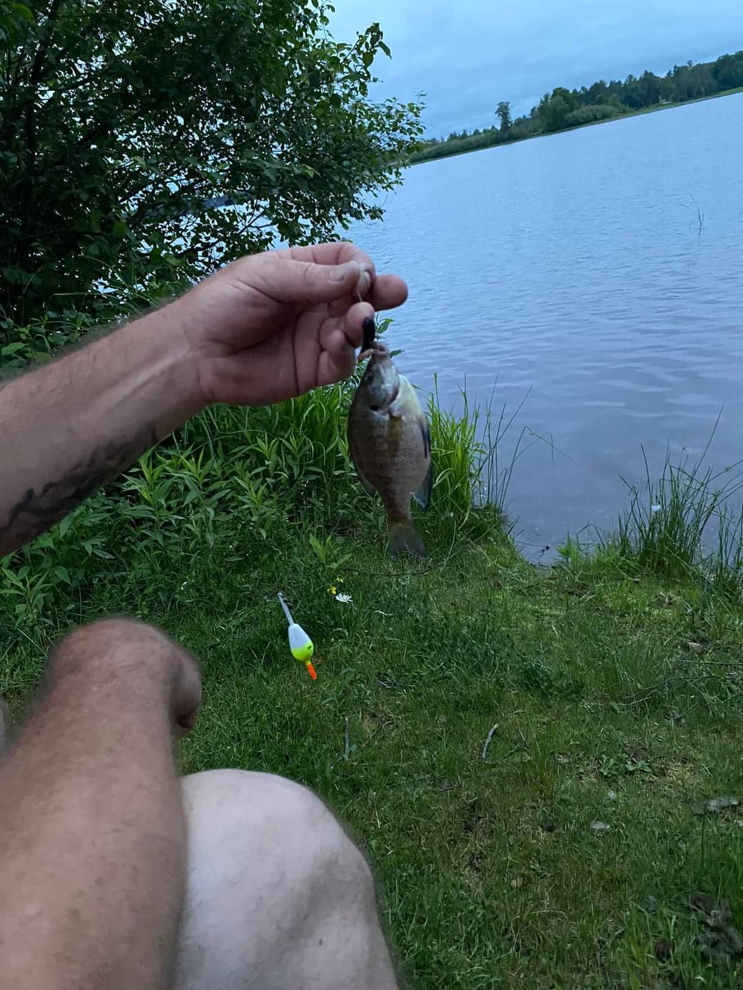 Smallest fish I have ever caught. Was fun to just be fishing.  I'll catch him again next year