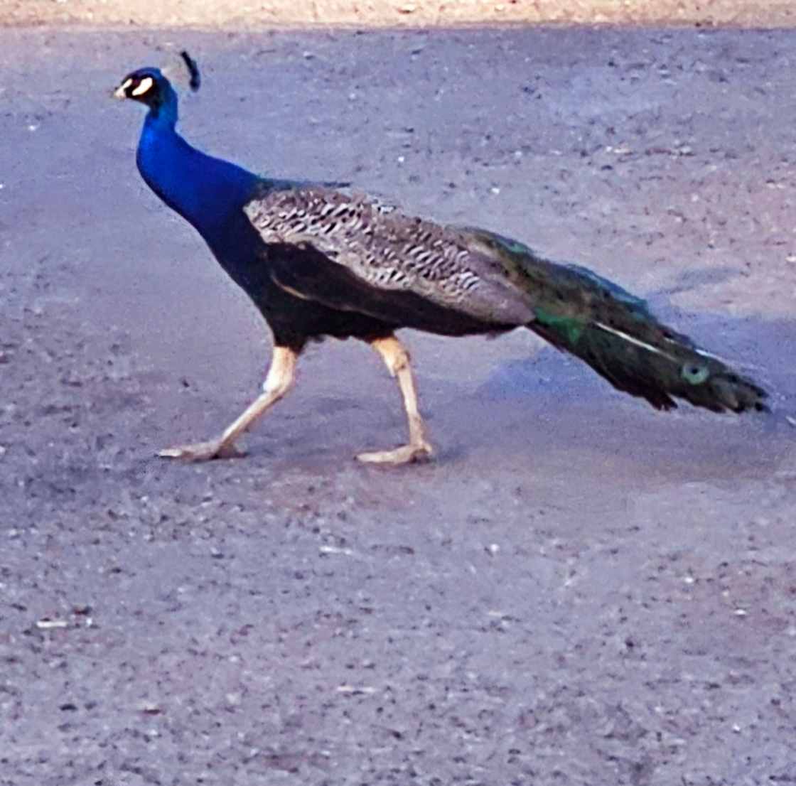 Wild peacocks near the town of Creswell