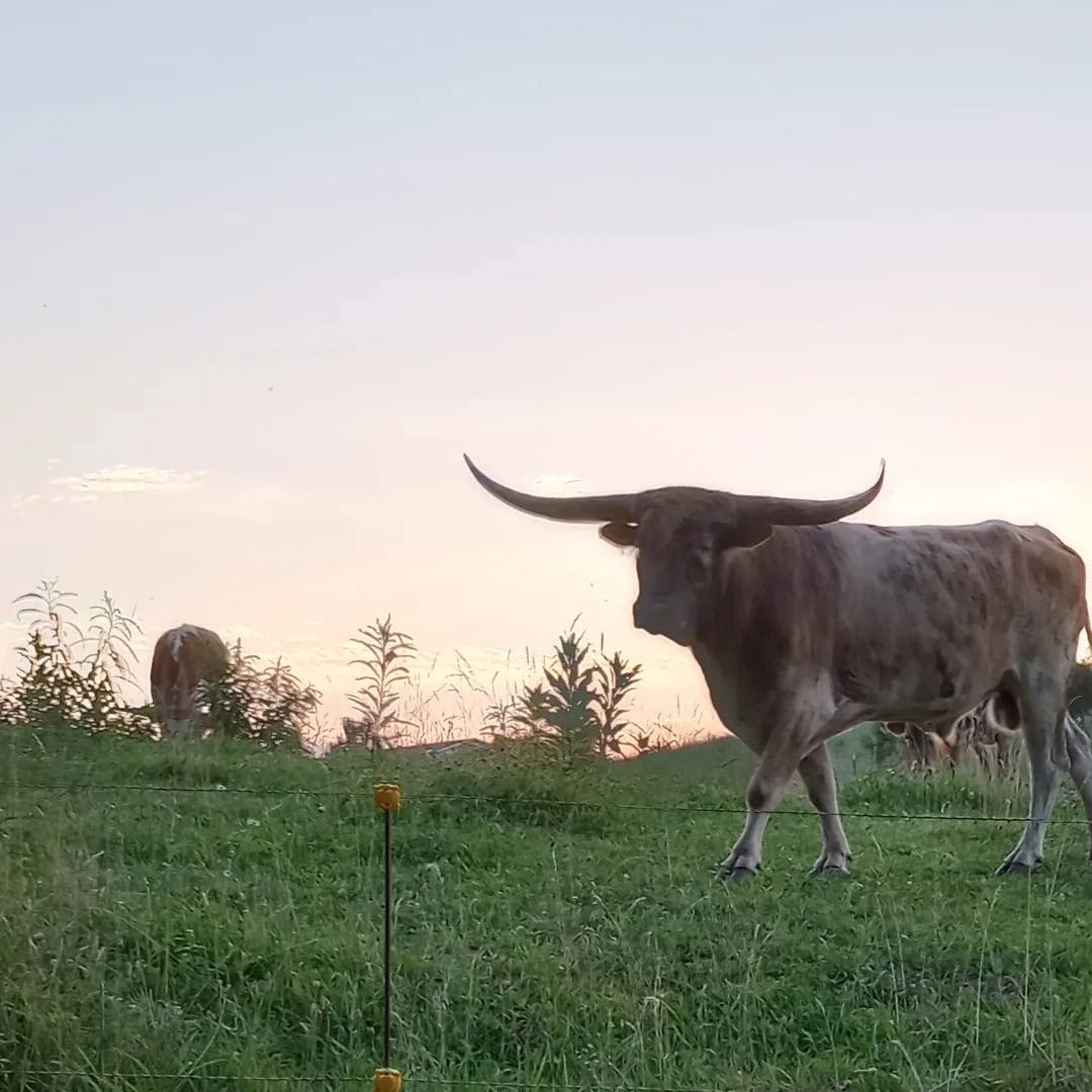 Camping with the Cows