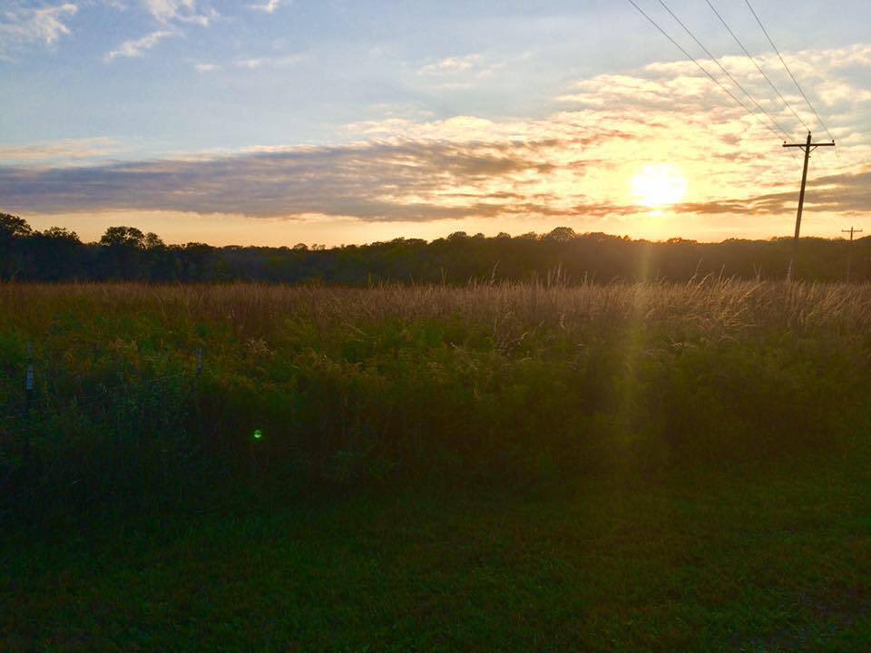 This is a view from the farm lane as you enter "The Land". at dusk  The quail, turkeys, and other birds are abundant on the property due to the prairie grass habitat planted in this field.   