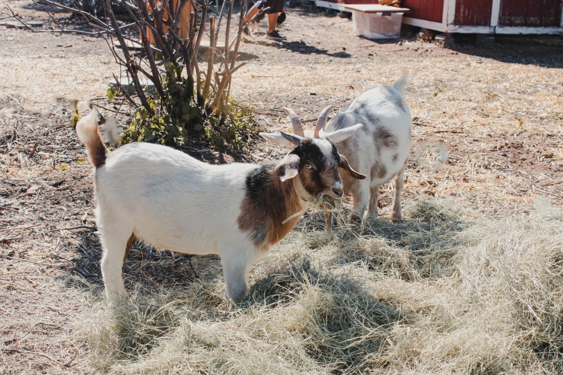 Goat Friends!